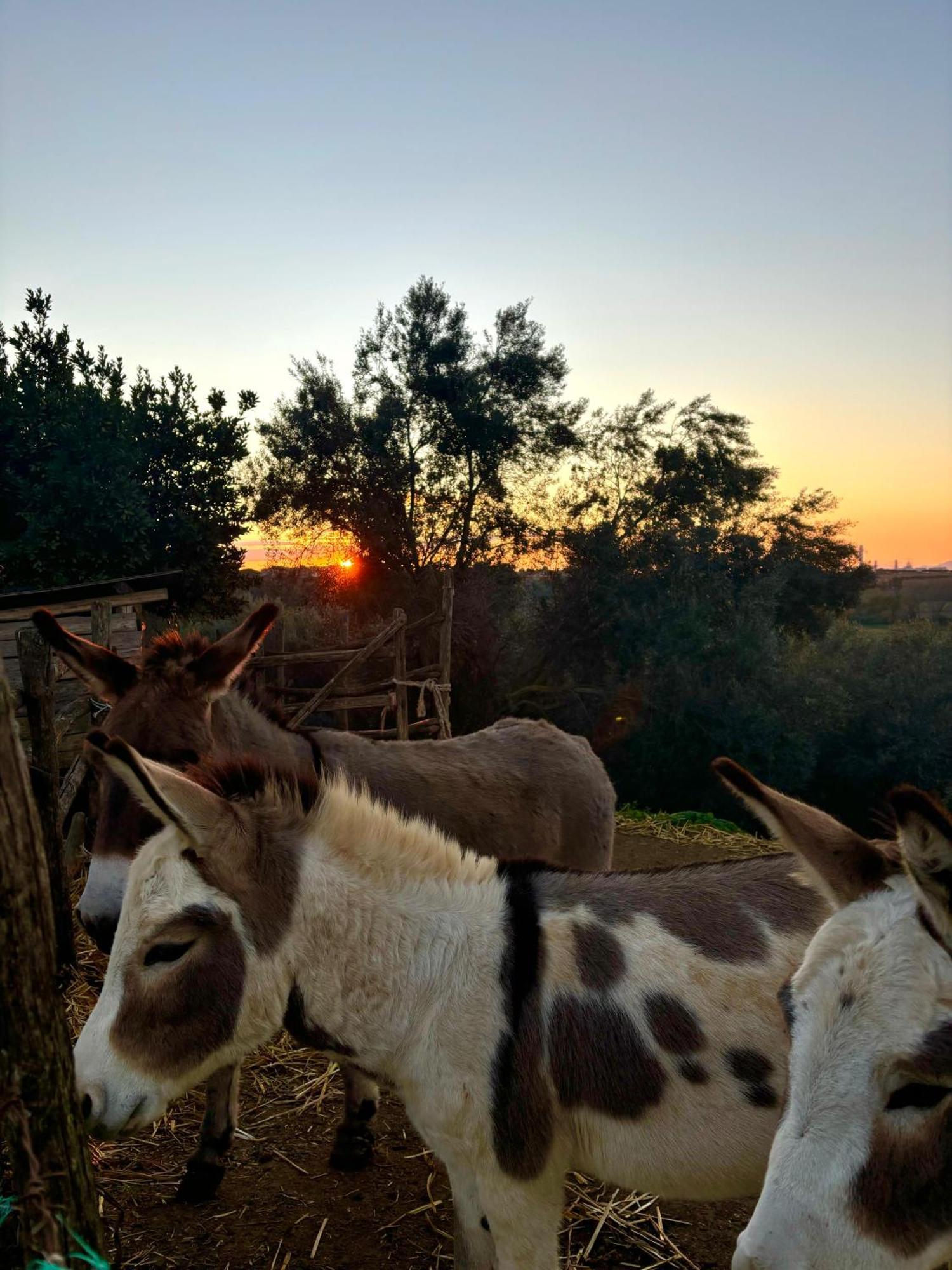 Tenuta Saracone Montalto di Castro Buitenkant foto