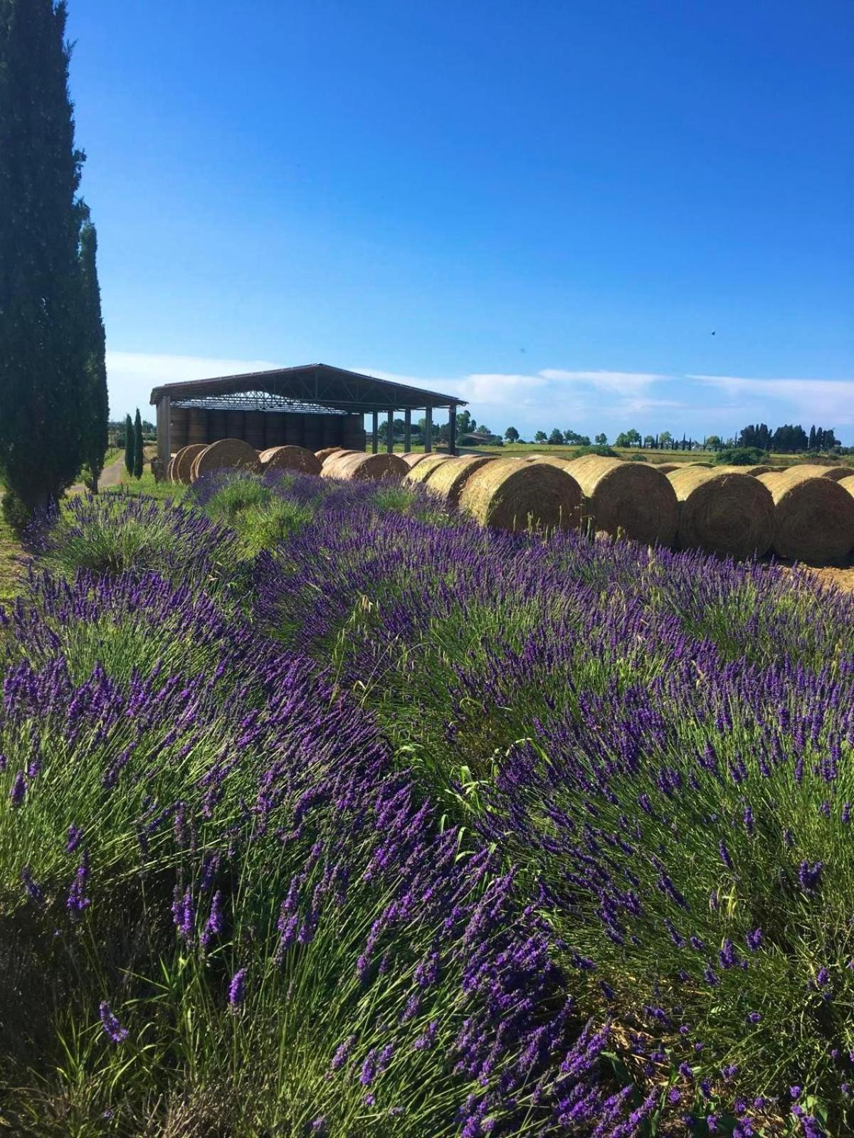 Tenuta Saracone Montalto di Castro Buitenkant foto